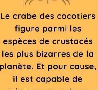 Le crabe des cocotiers figure